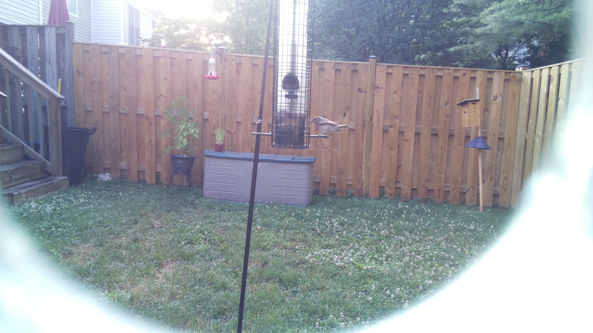 Likely Sparrow
