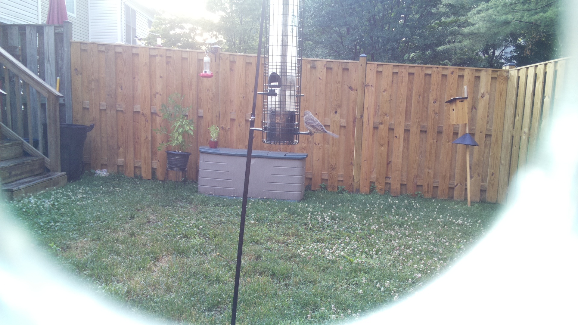 Likely Finch