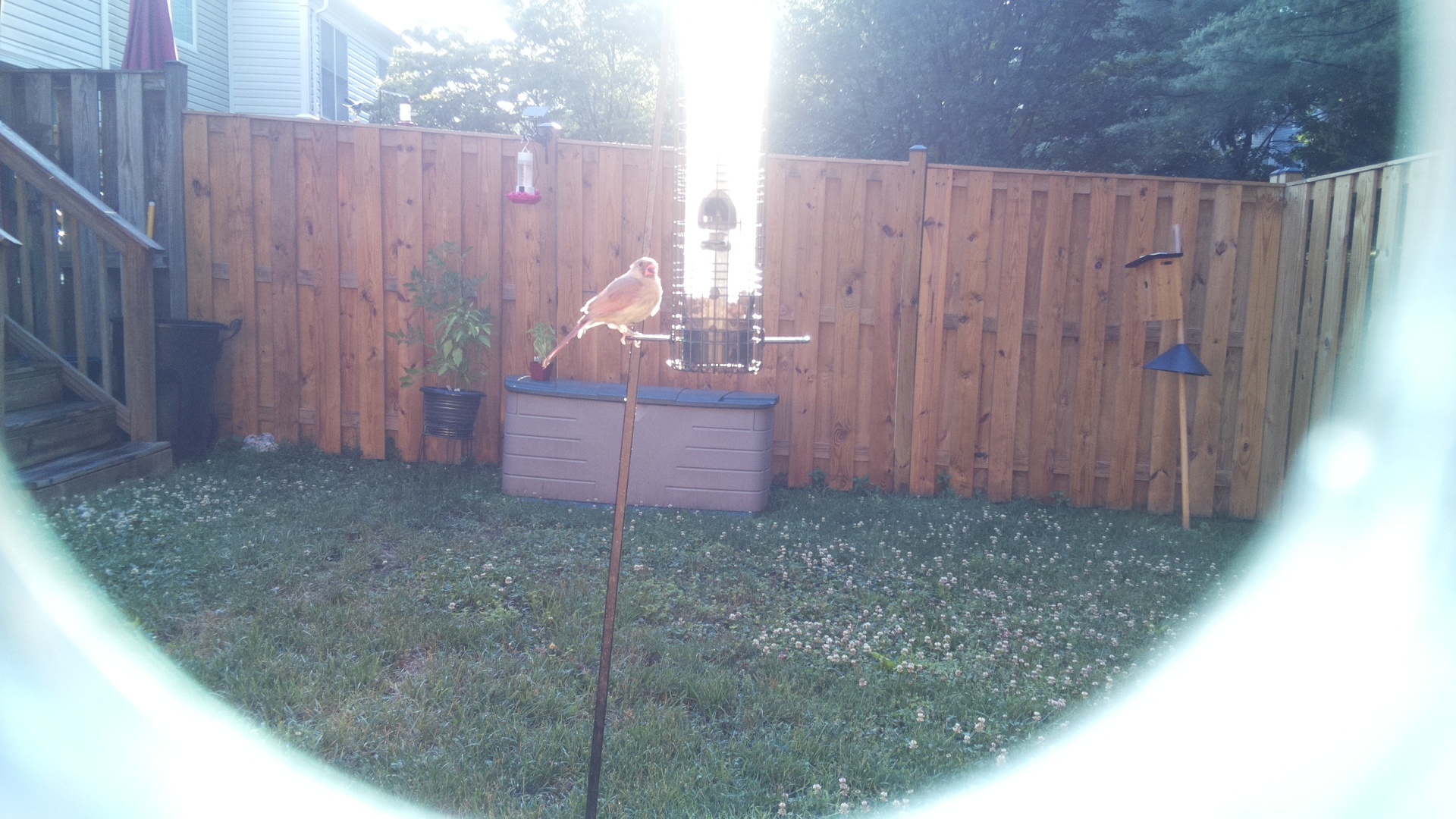 Unknown Bird
