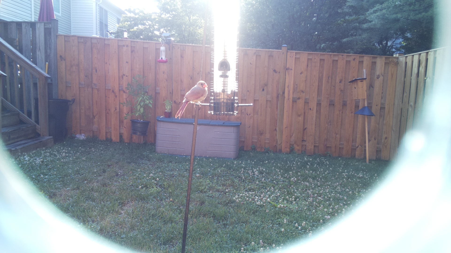 Likely Finch