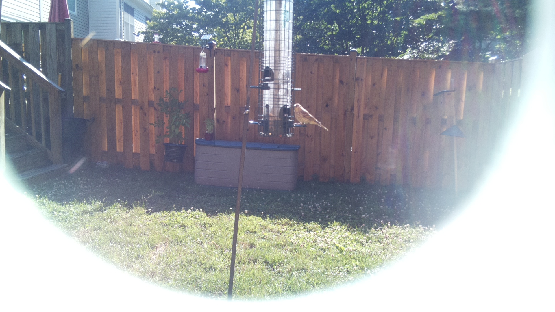 Likely Finch