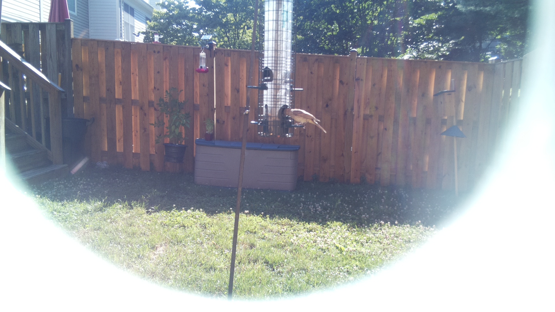 Unknown Bird
