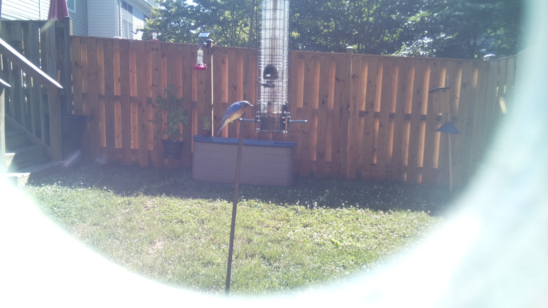 Blue Jay