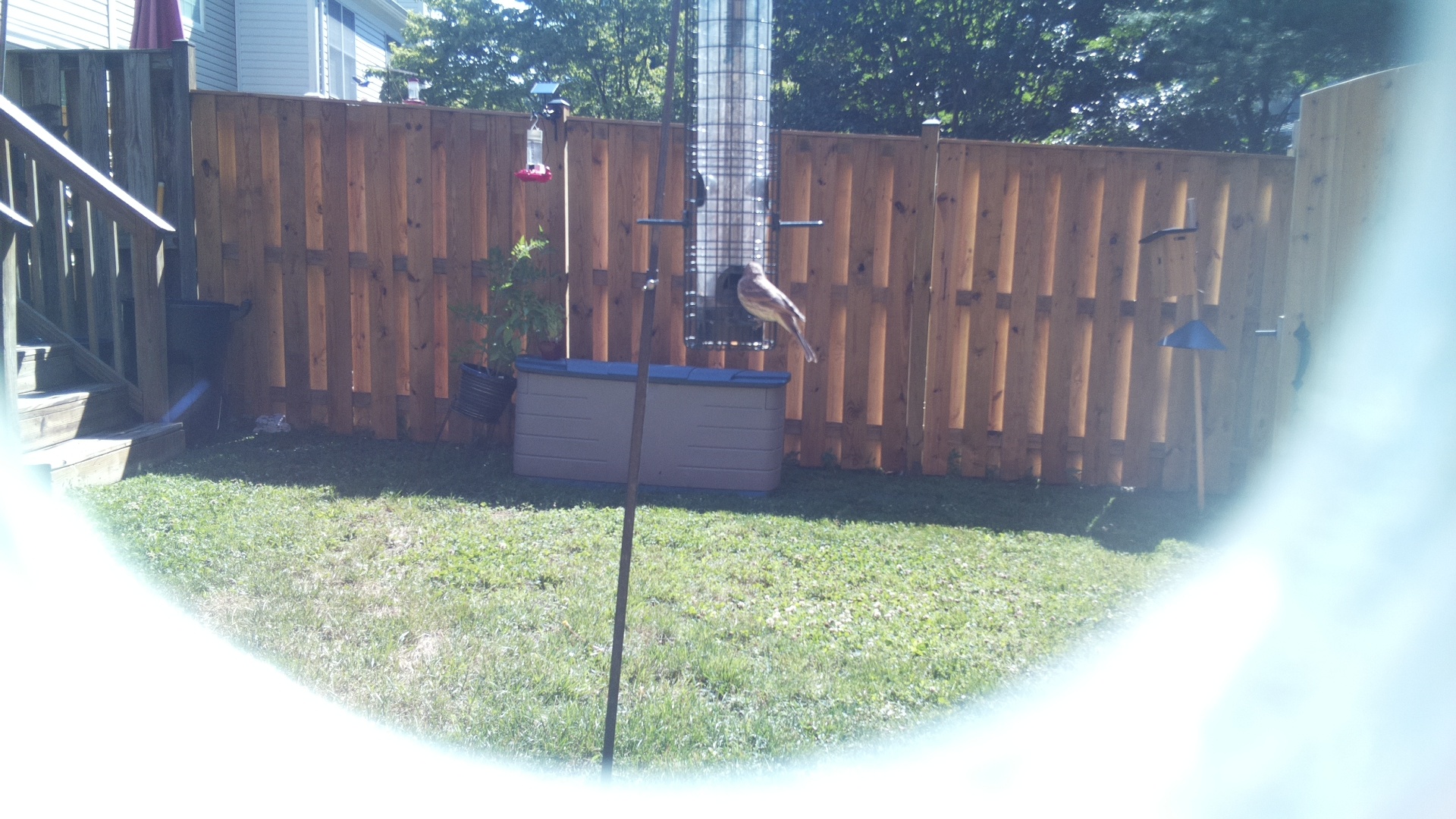 Purple Finch