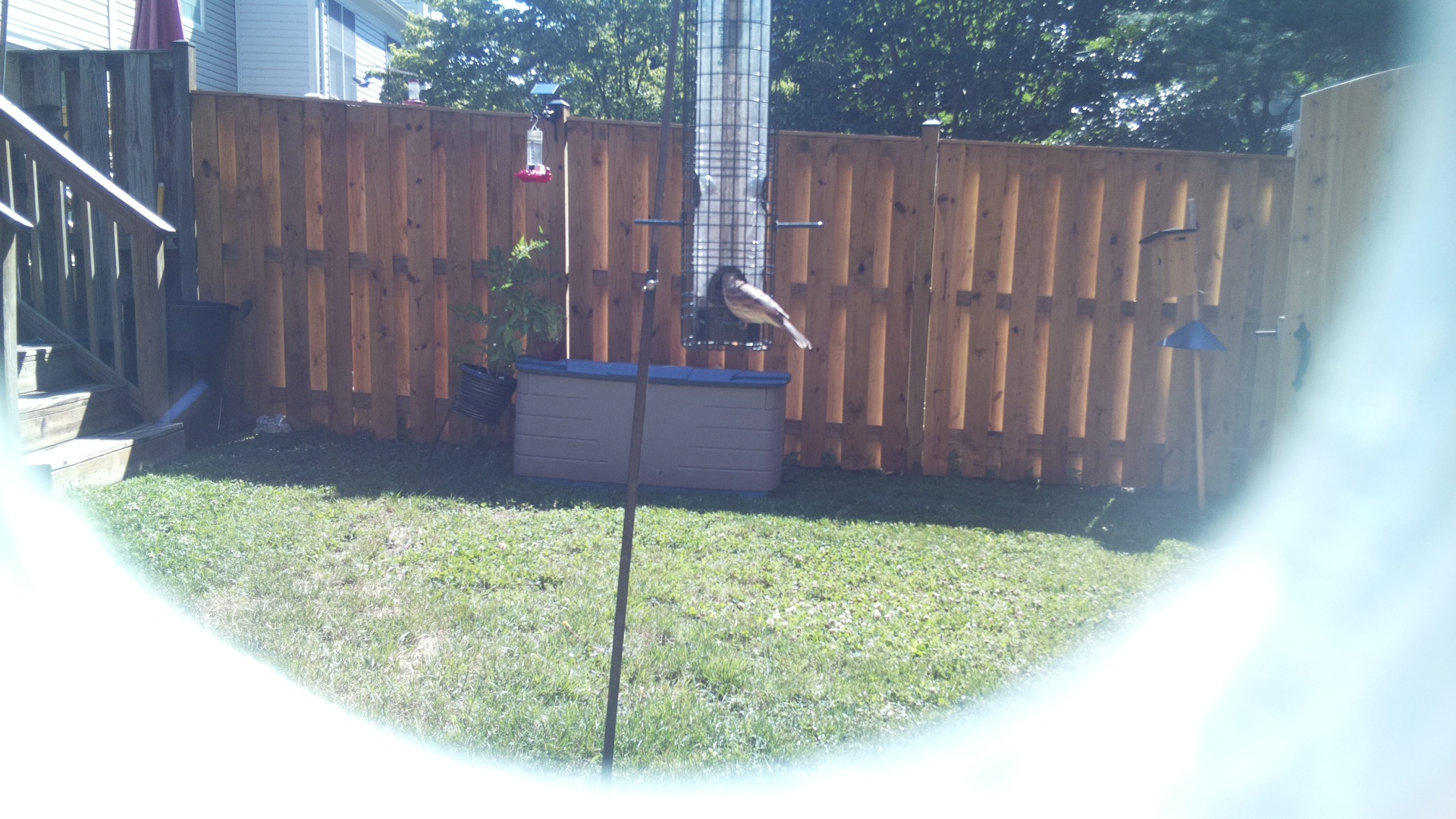 Unknown Bird