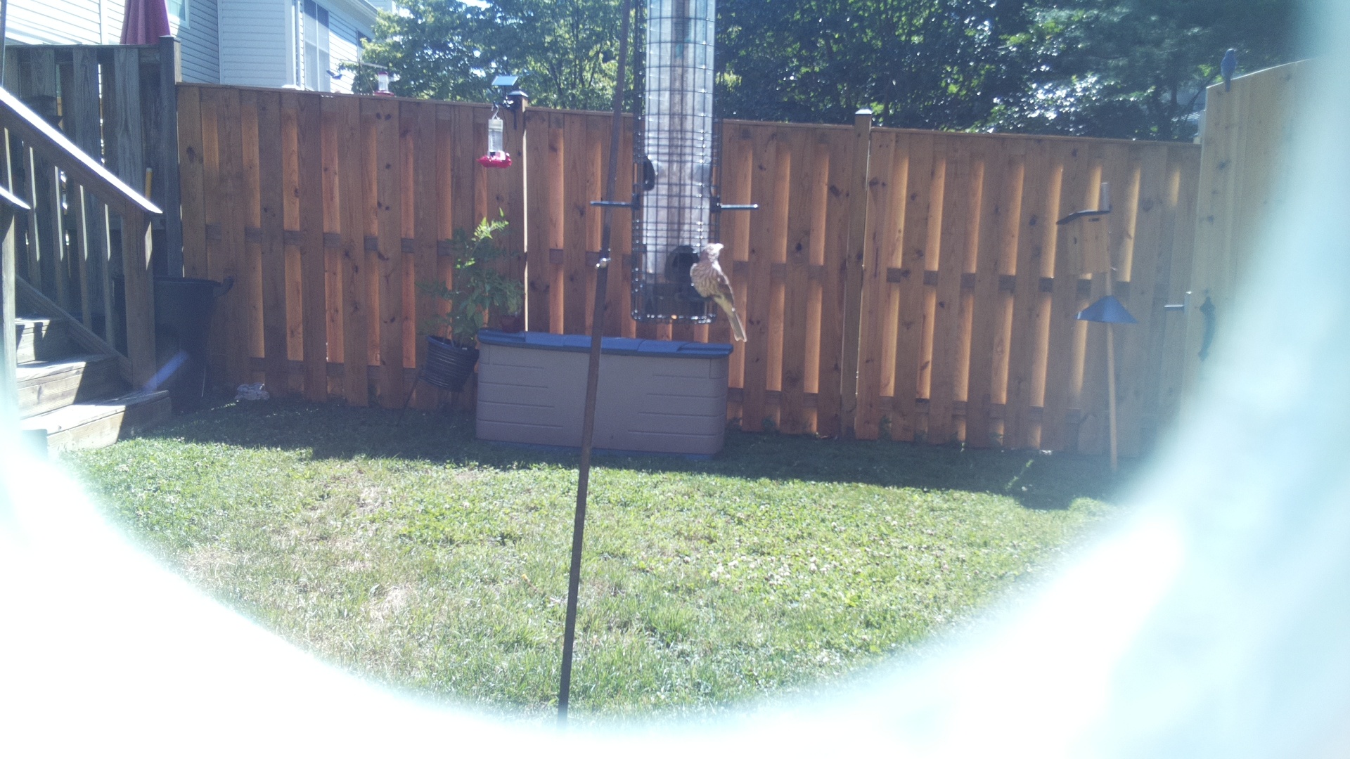 Likely Finch