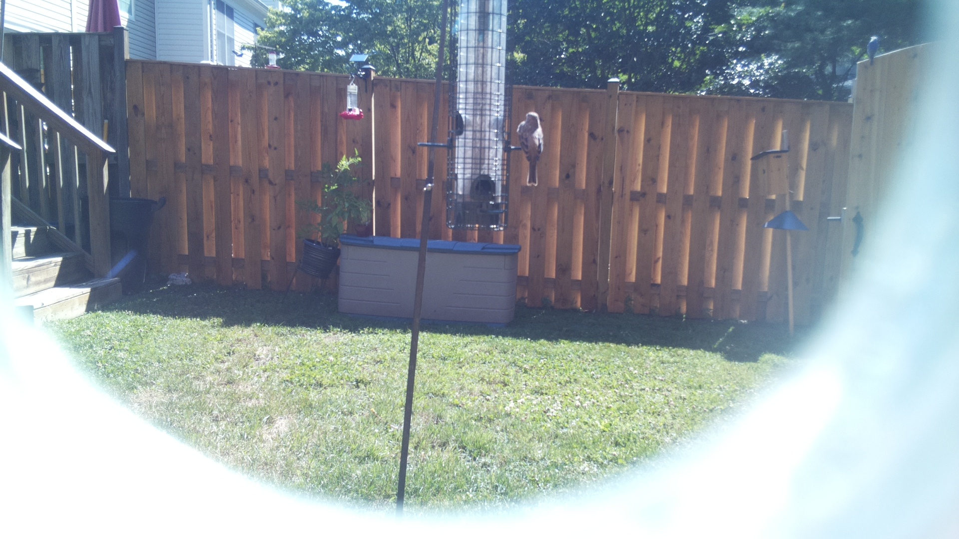 Likely Woodpecker