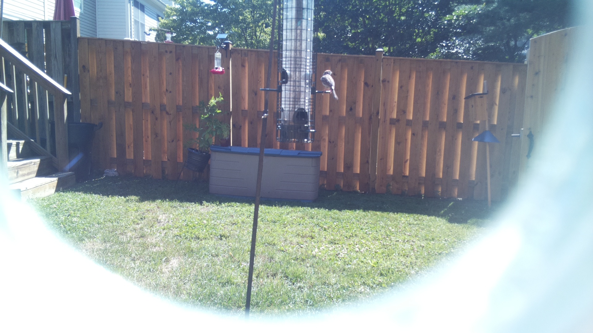 House Sparrow