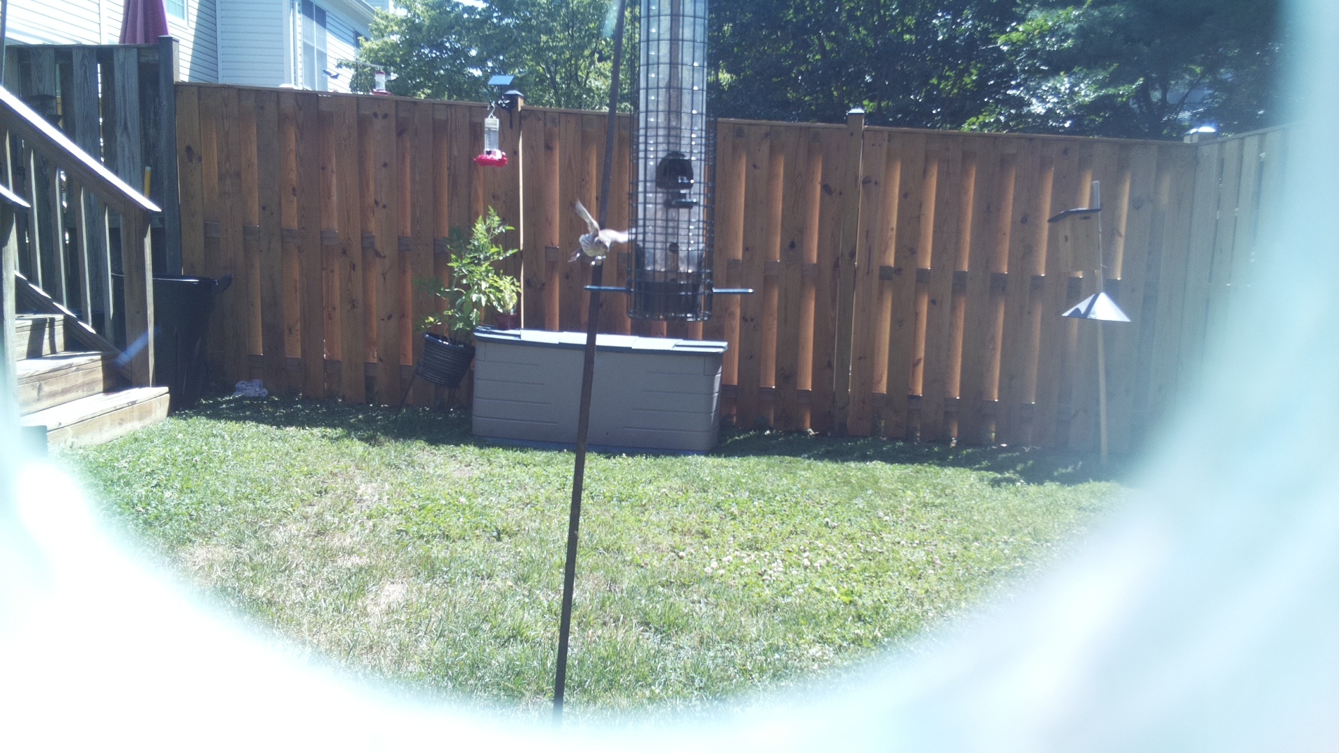 Likely Chickadee/Titmouse