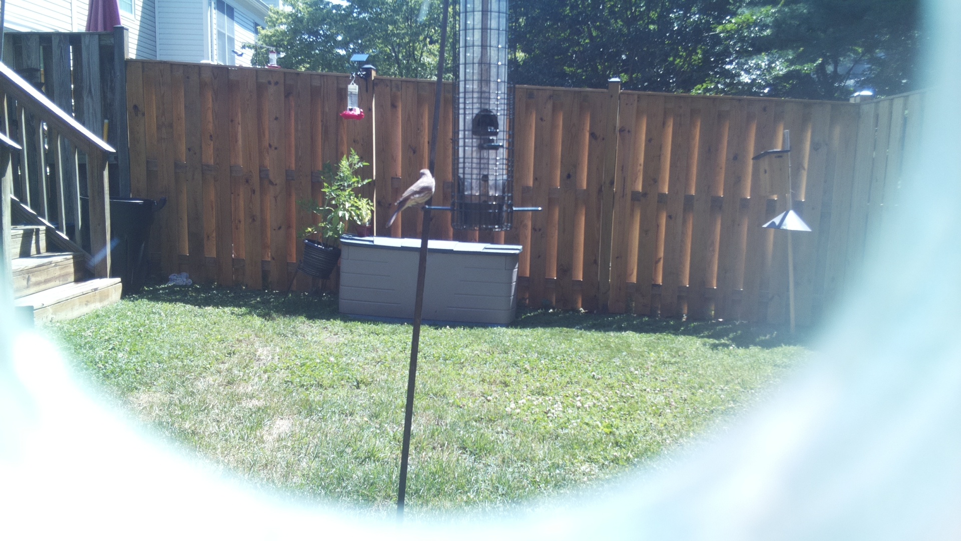 Likely Finch