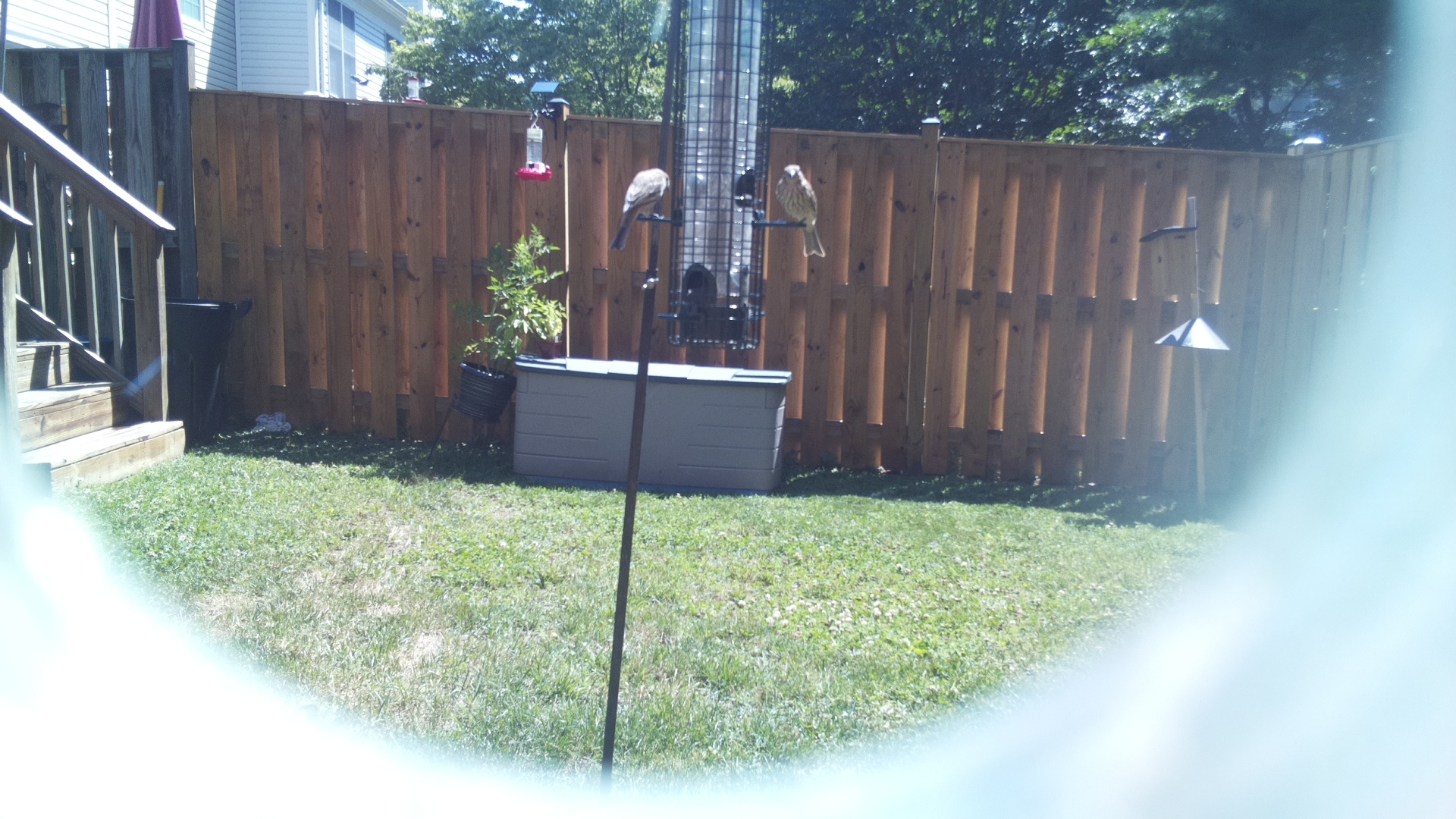 Likely Sparrow