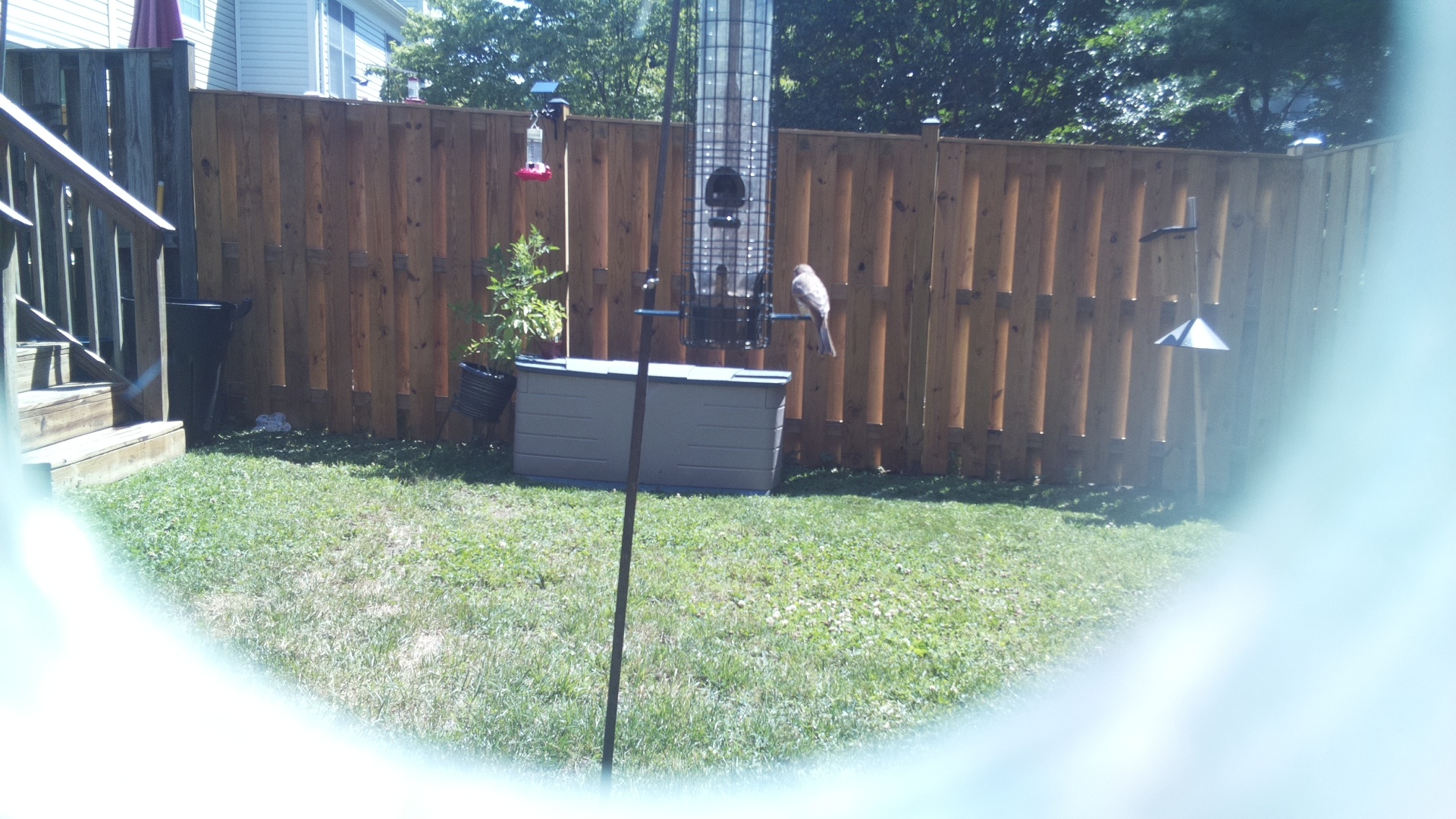 Unknown Bird