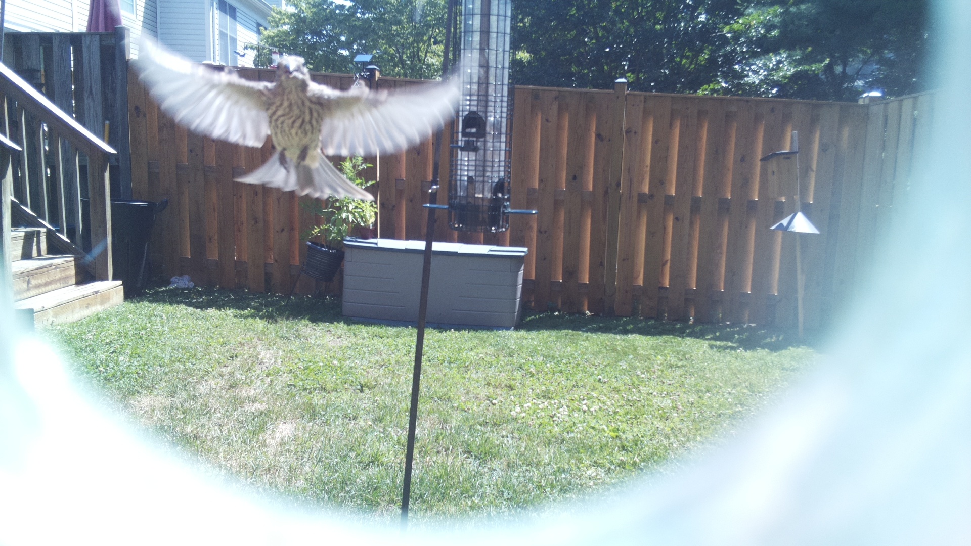 Likely Finch