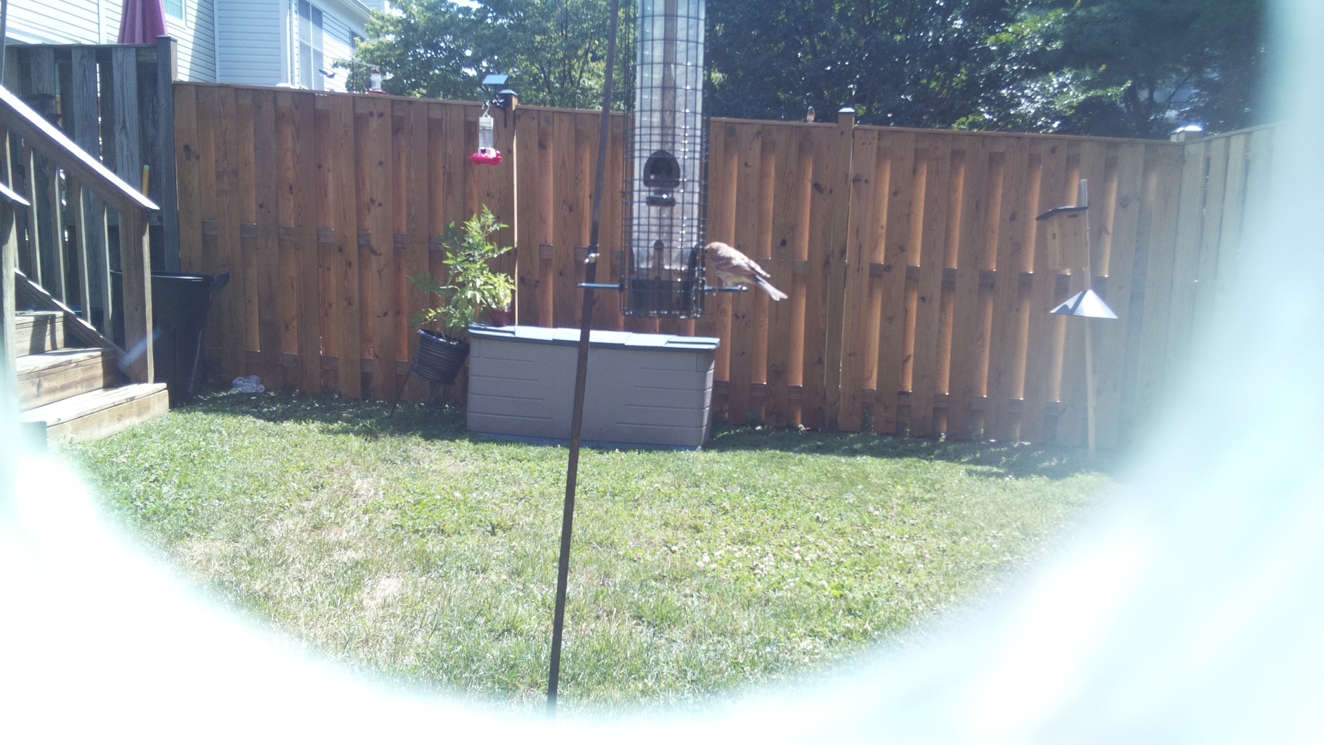 Likely Finch