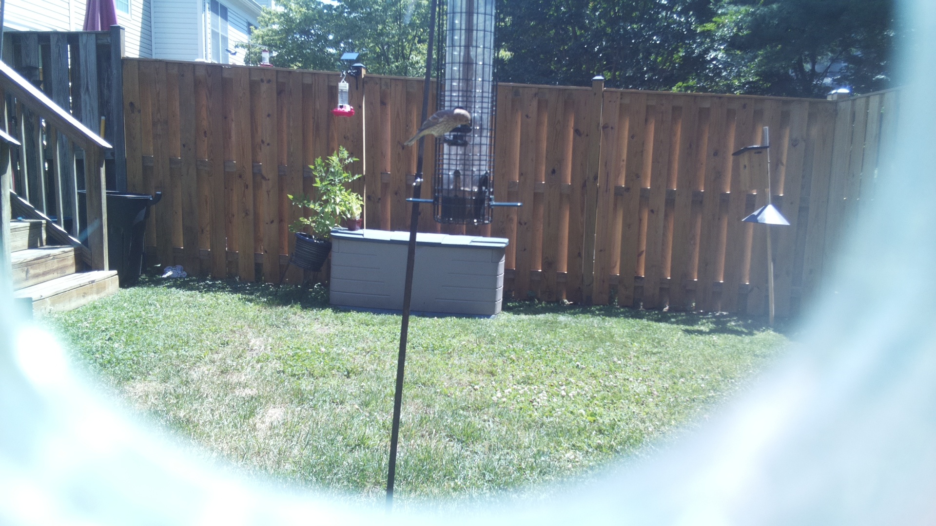Unknown Bird