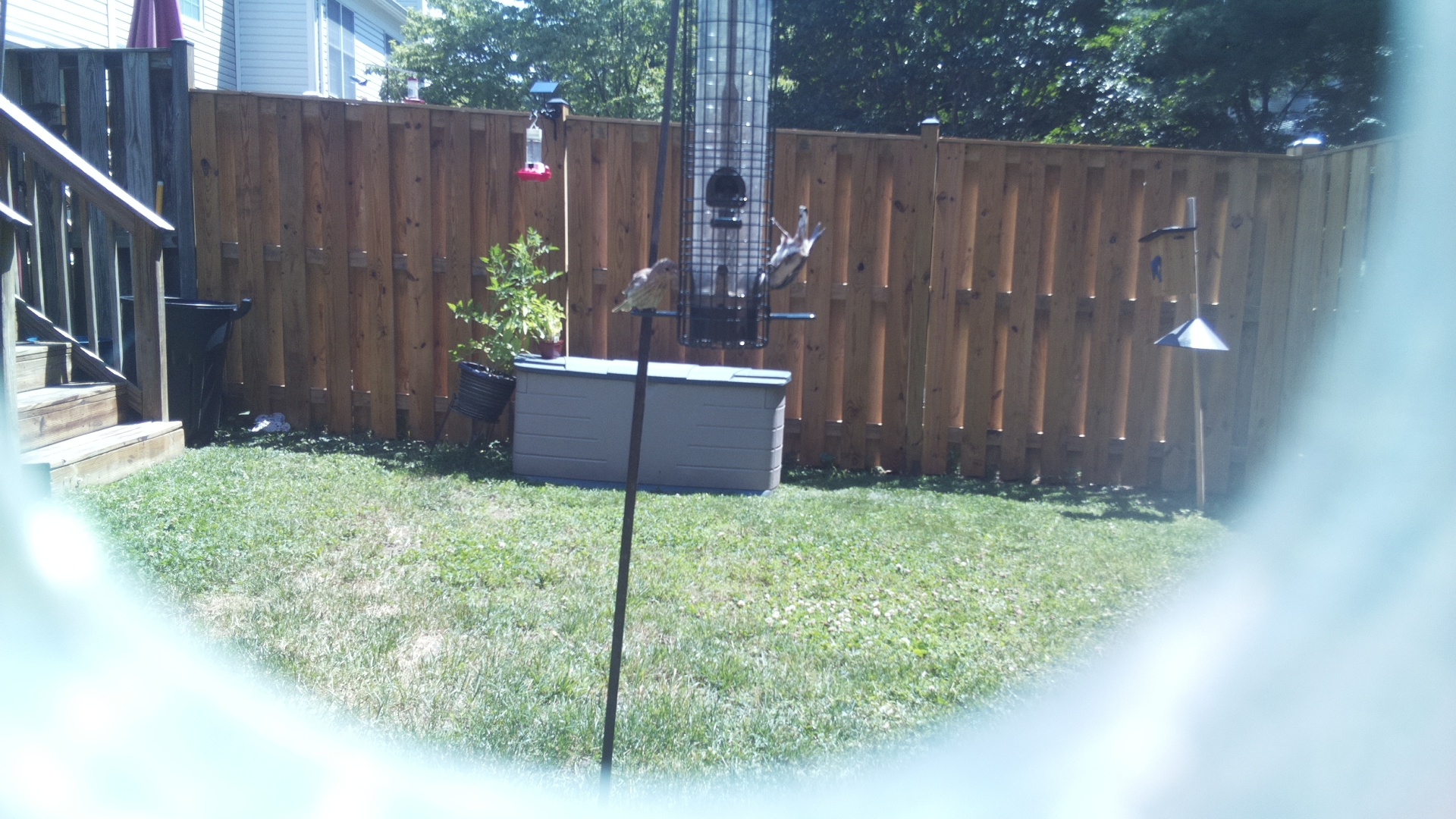 Likely Finch