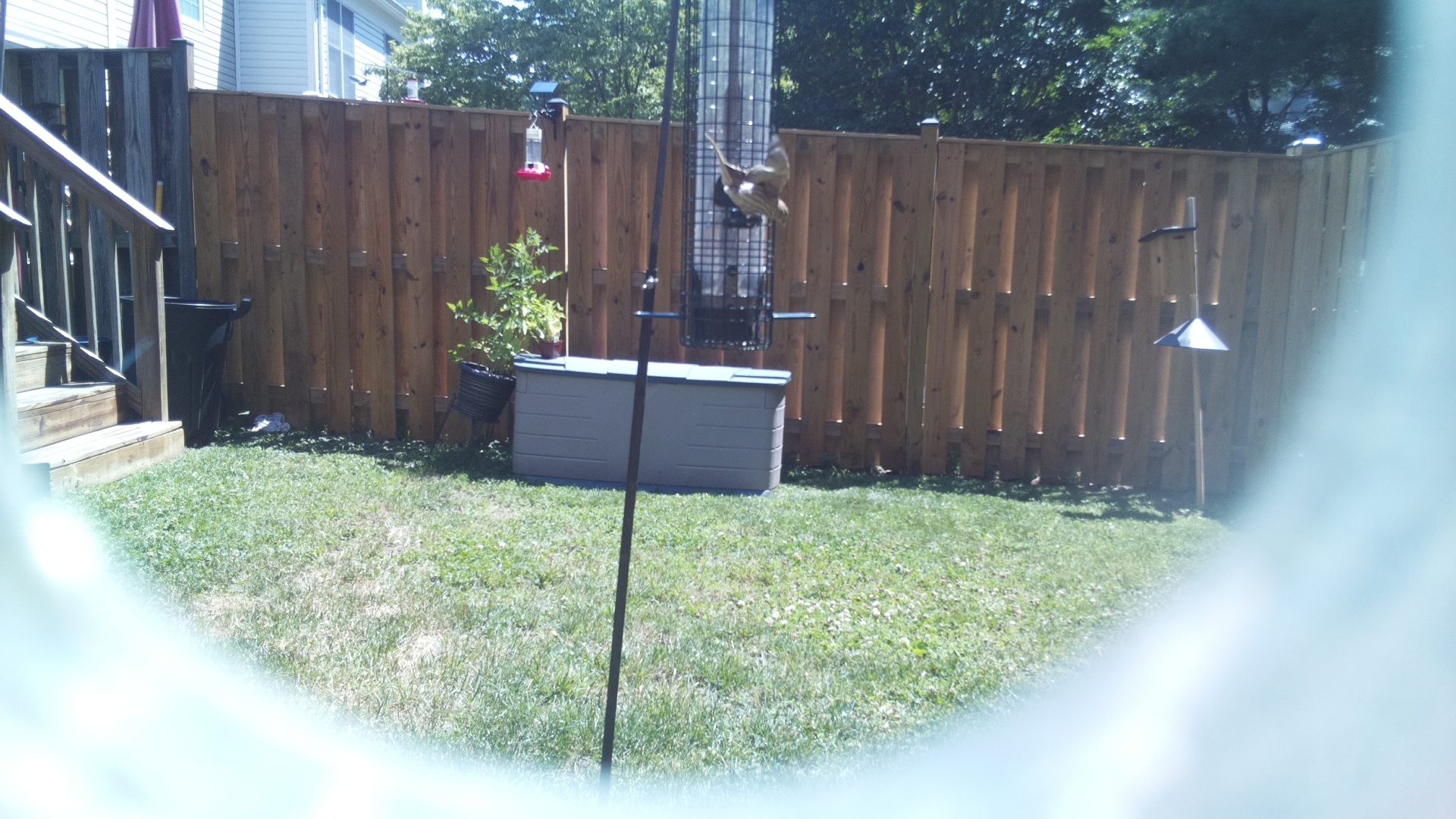 Unknown Bird