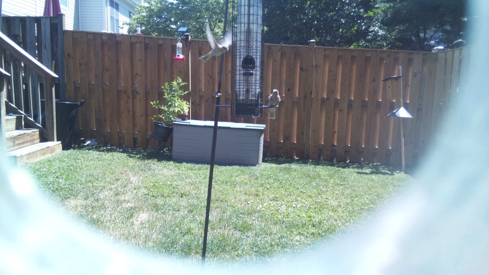 Likely Finch