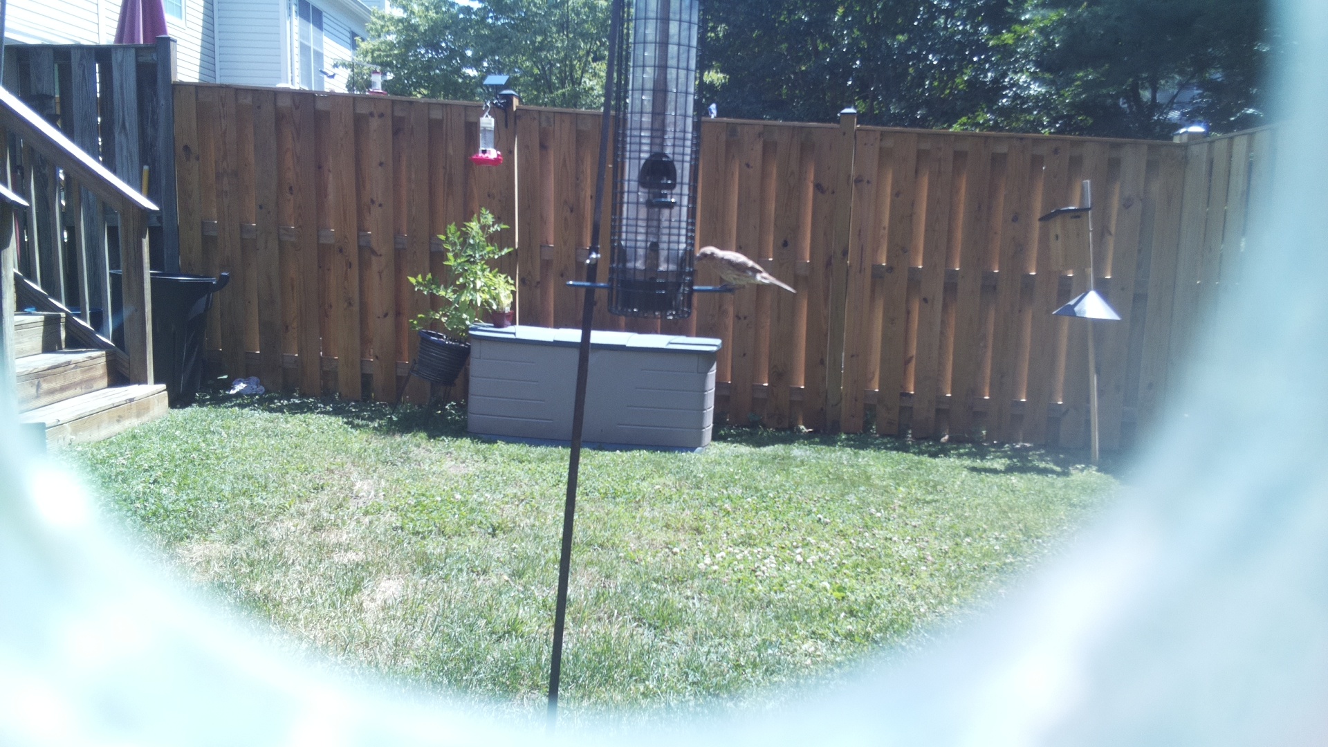 Unknown Bird