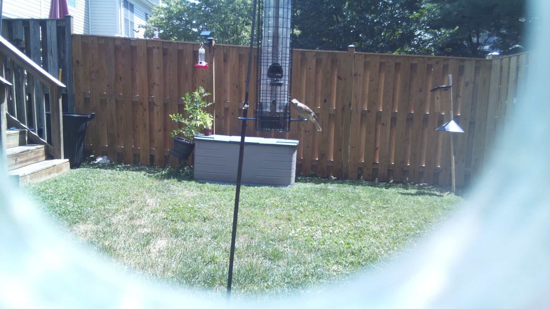 Likely Finch