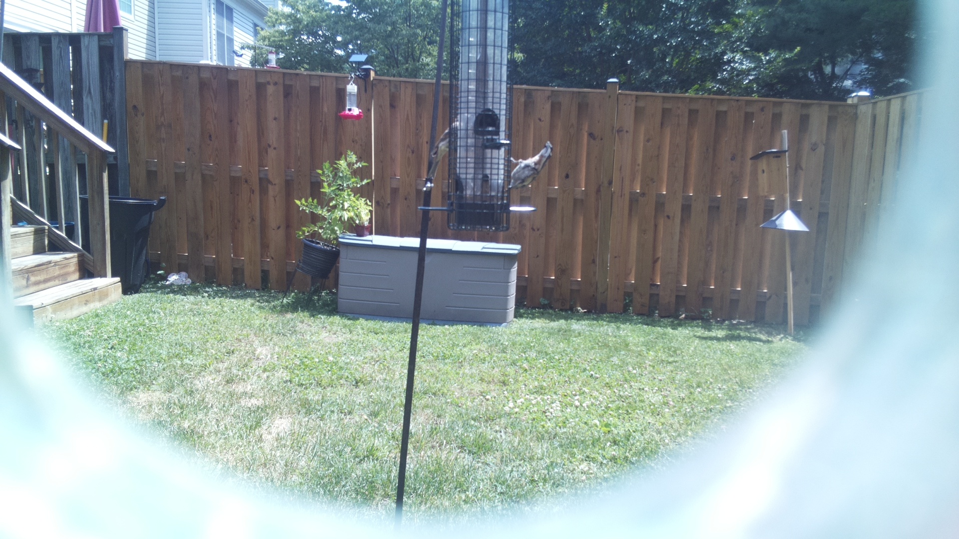 Likely Woodpecker