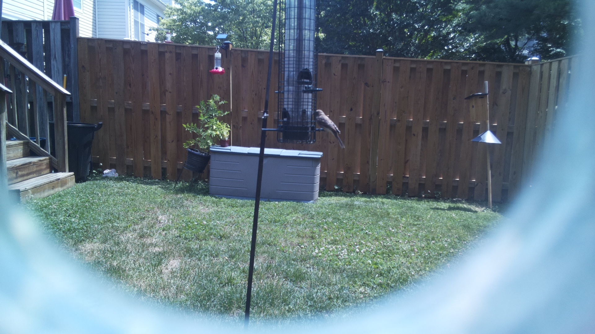 Likely Finch