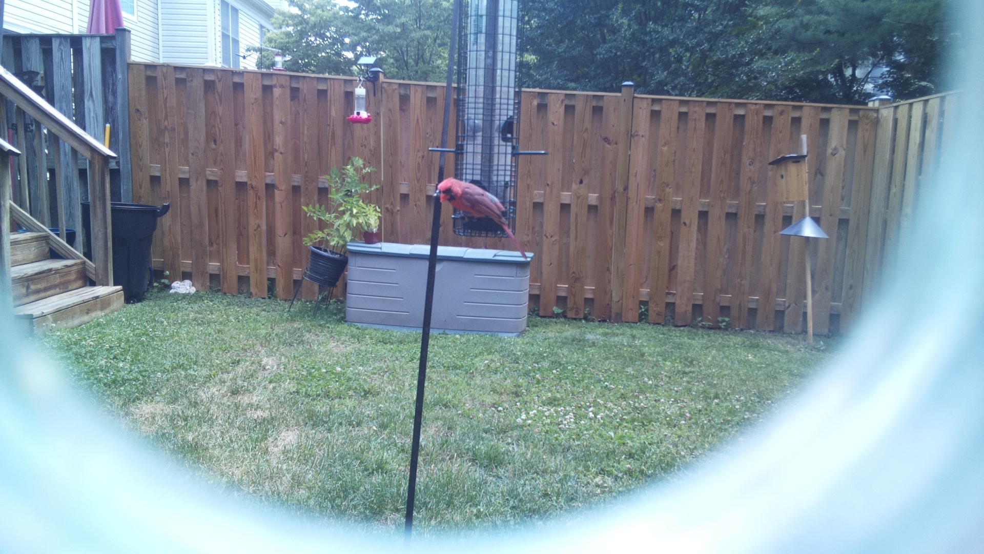 Likely Finch