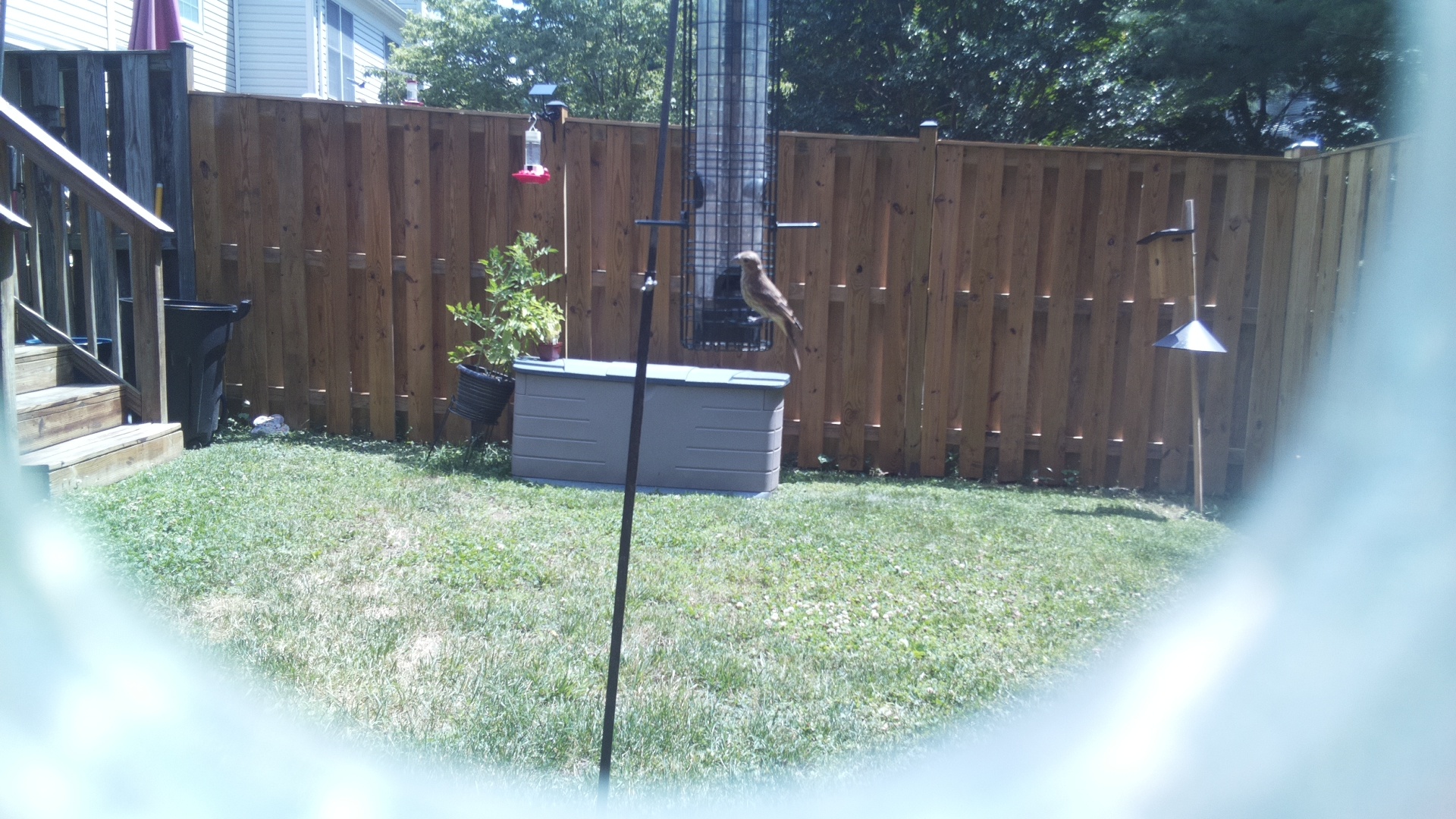 Likely Finch
