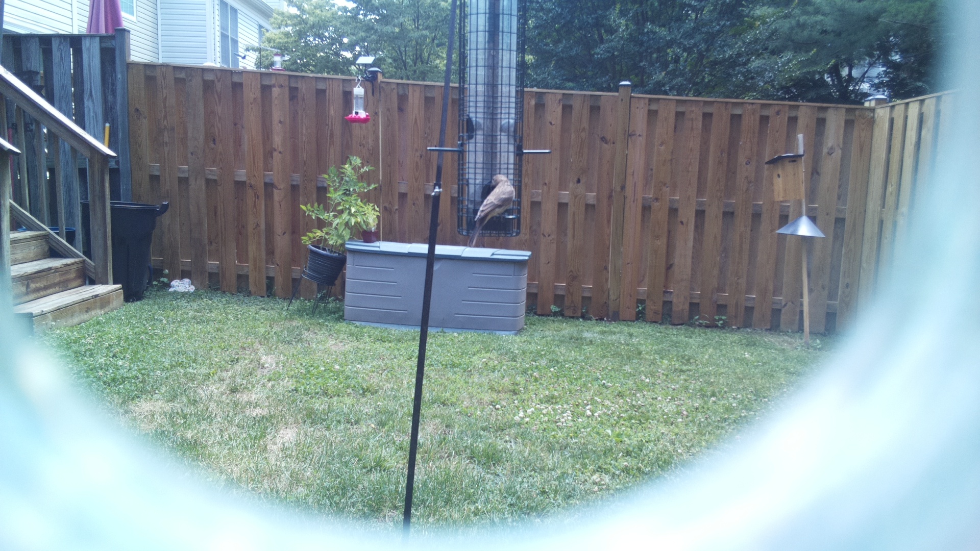 Likely Finch