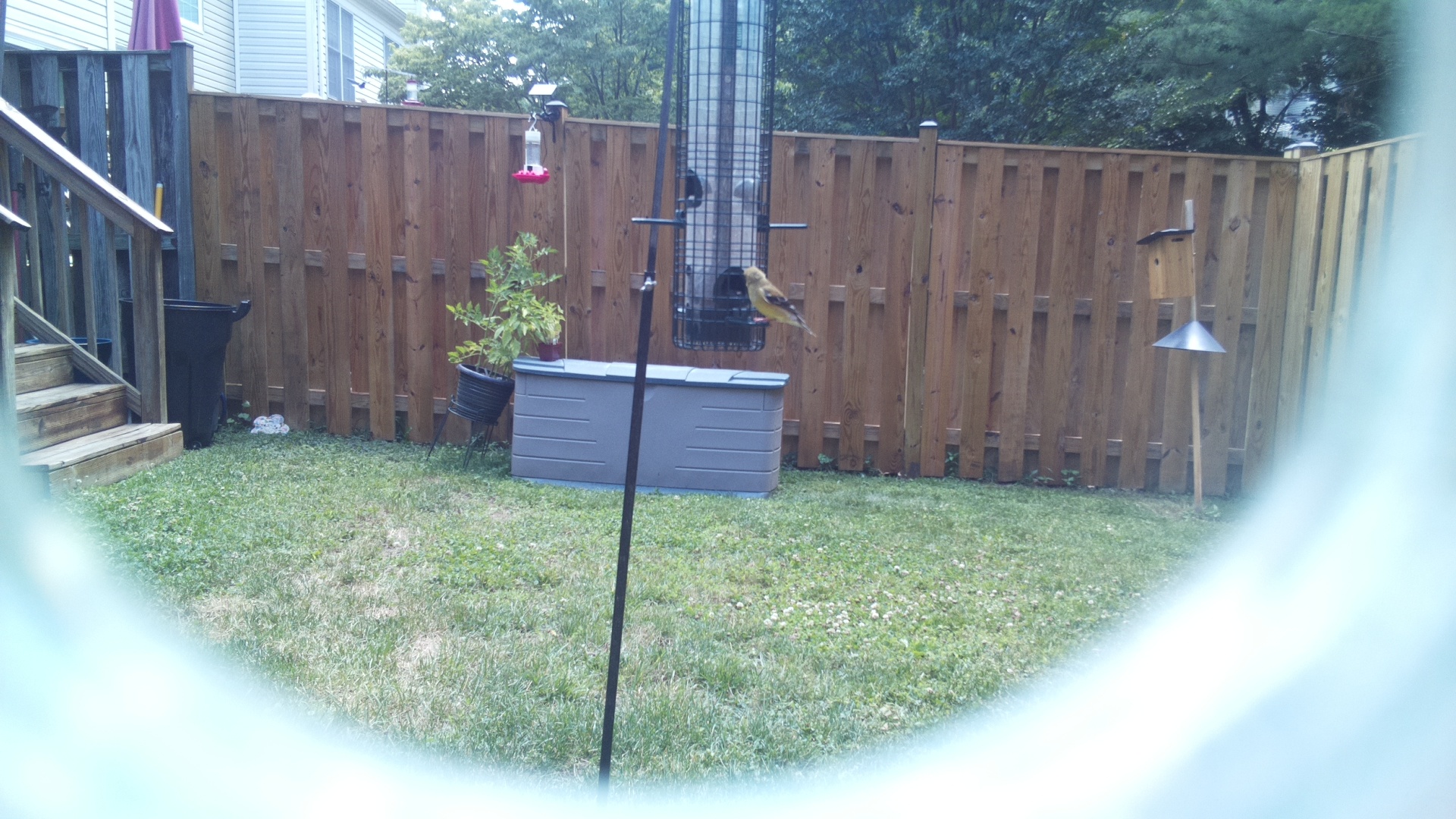 American Goldfinch