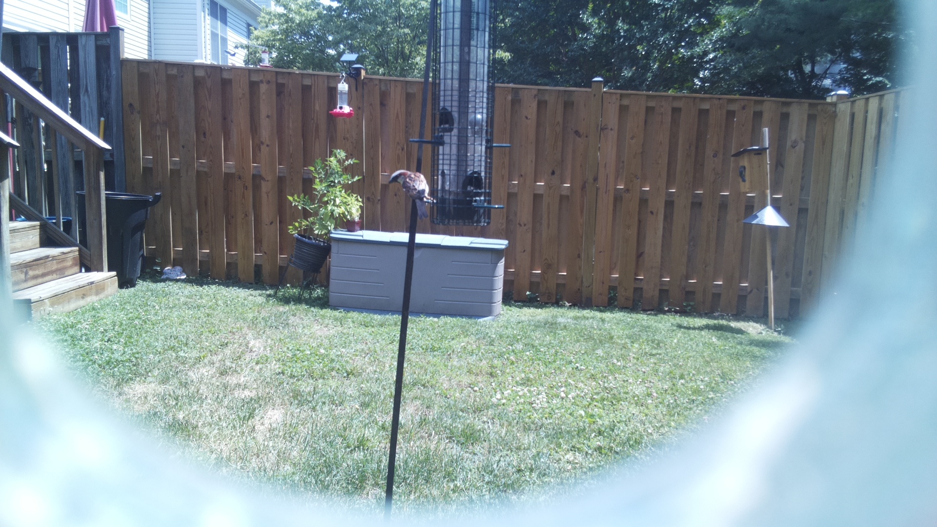 House Sparrow