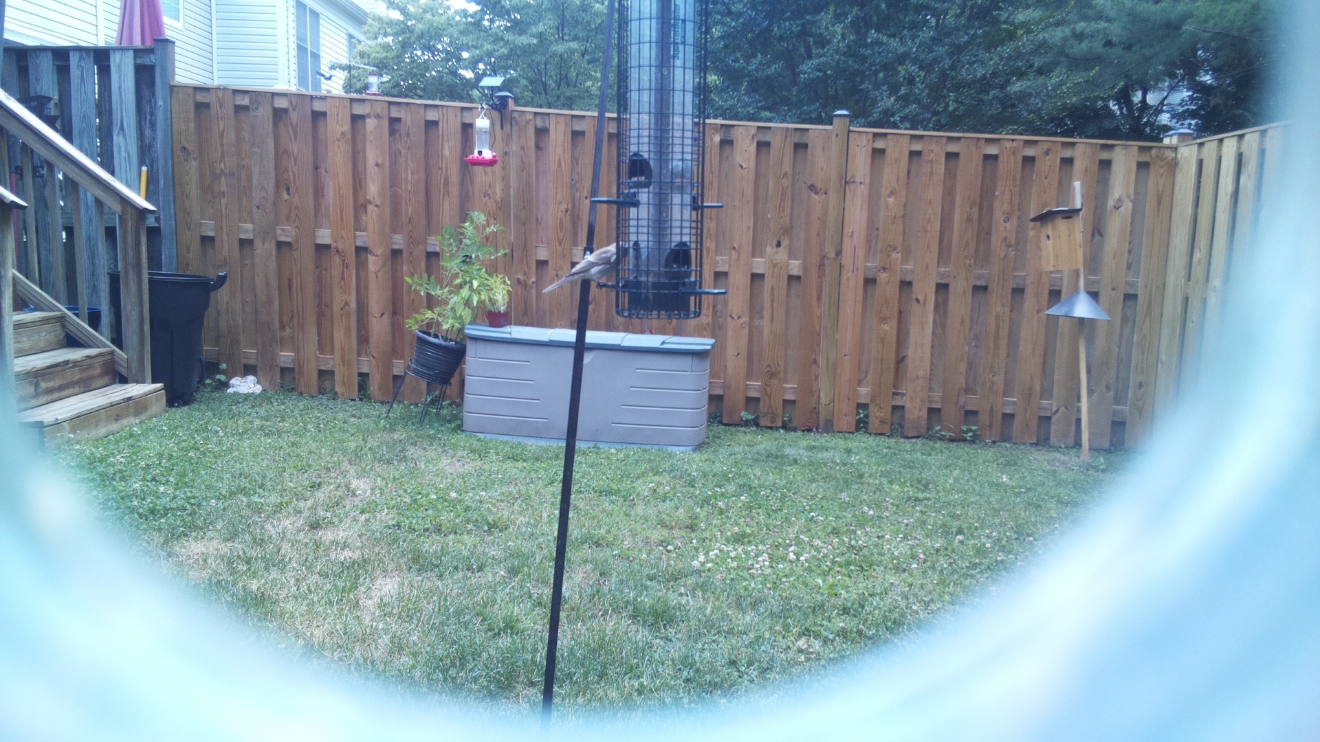 Likely Chickadee/Titmouse