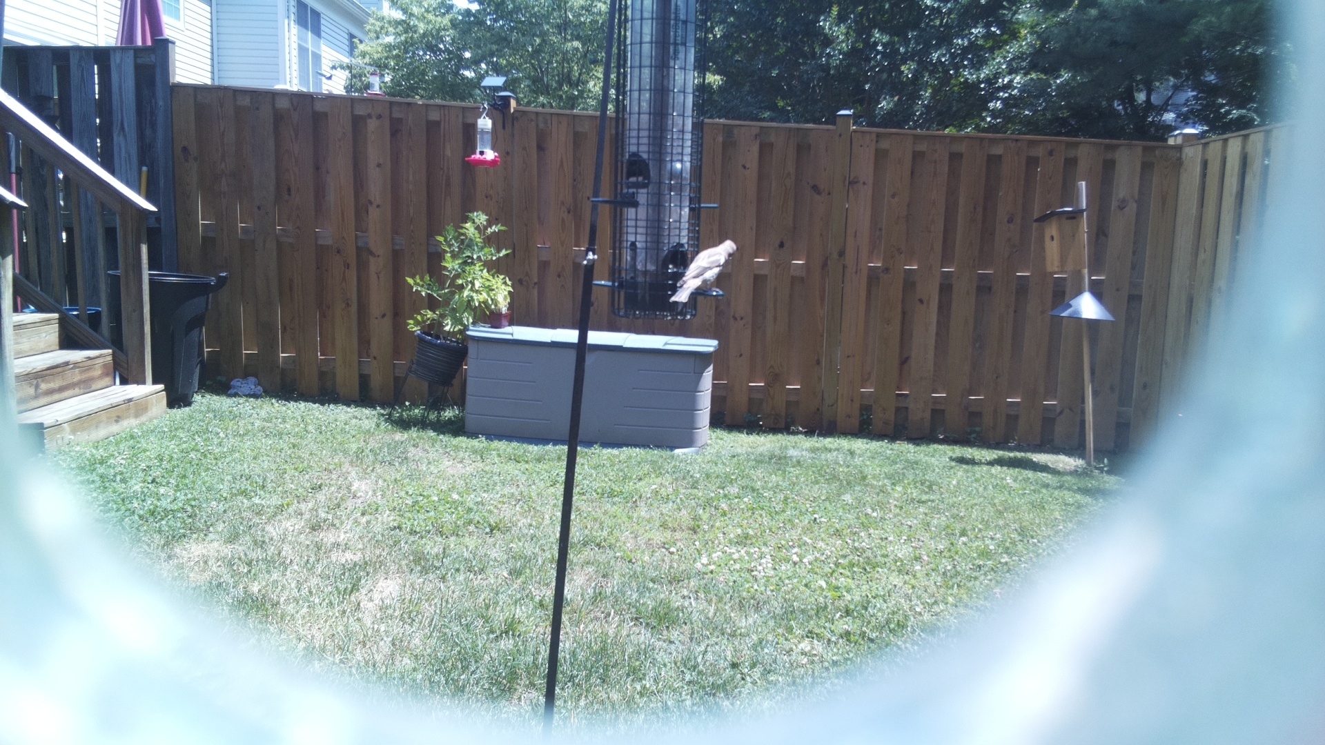 Likely Finch