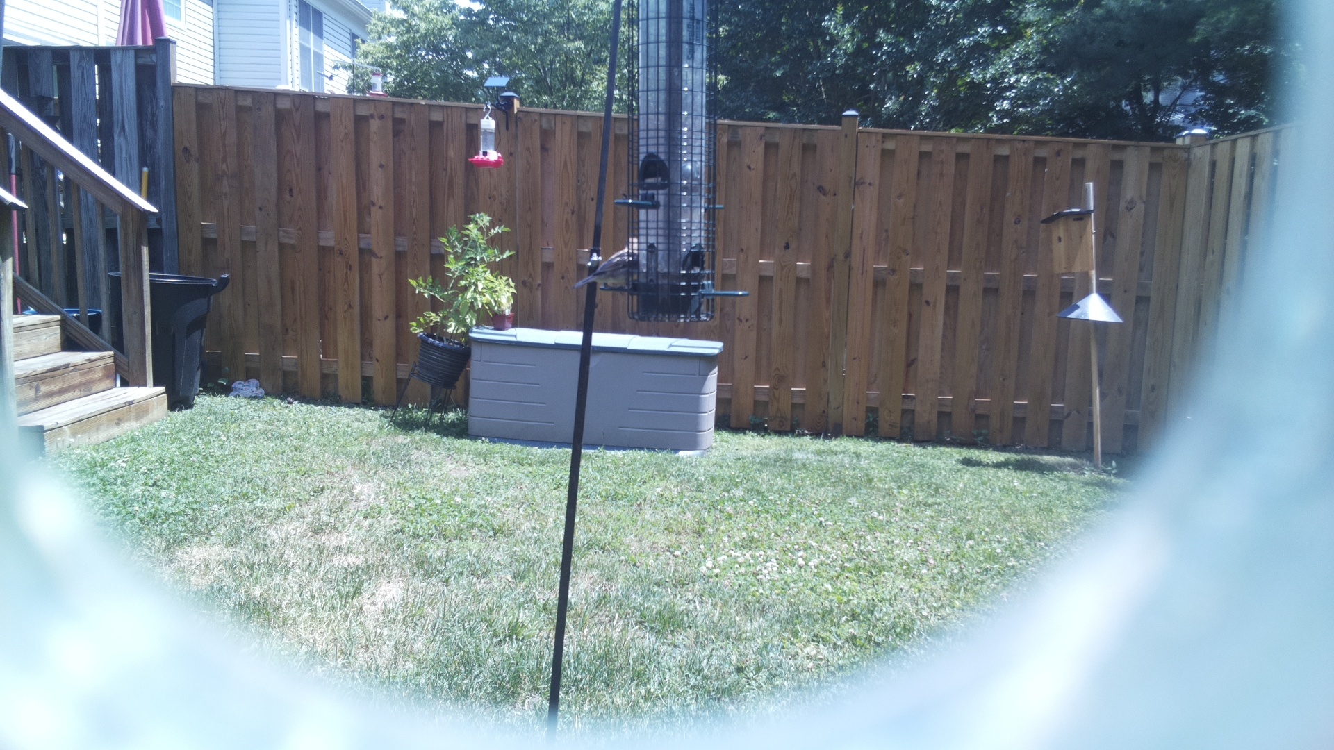 Unknown Bird
