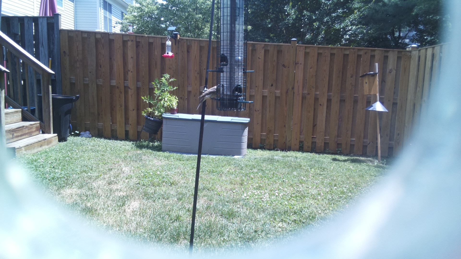 Unknown Bird