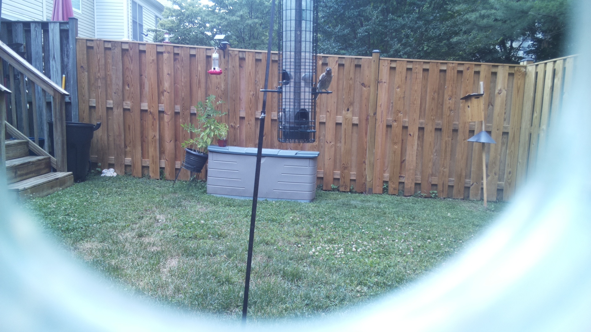 Likely Finch