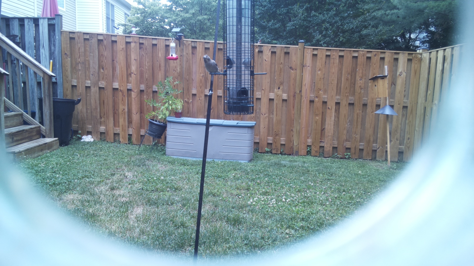 Tufted Titmouse