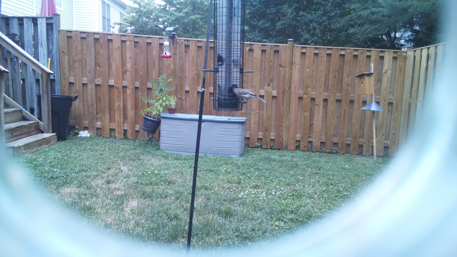 Unknown Bird