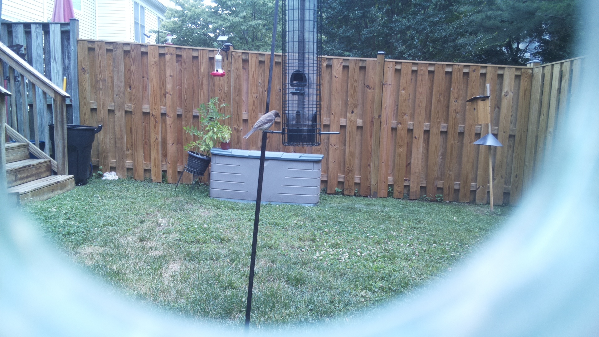 Likely Finch