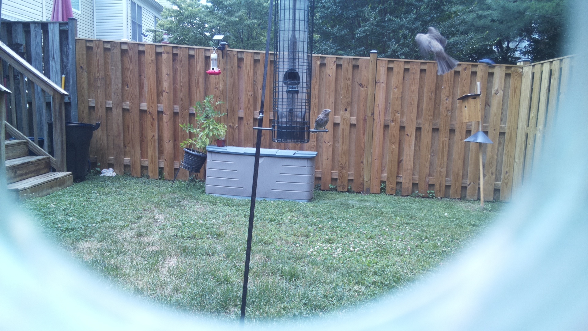 Likely Chickadee/Titmouse