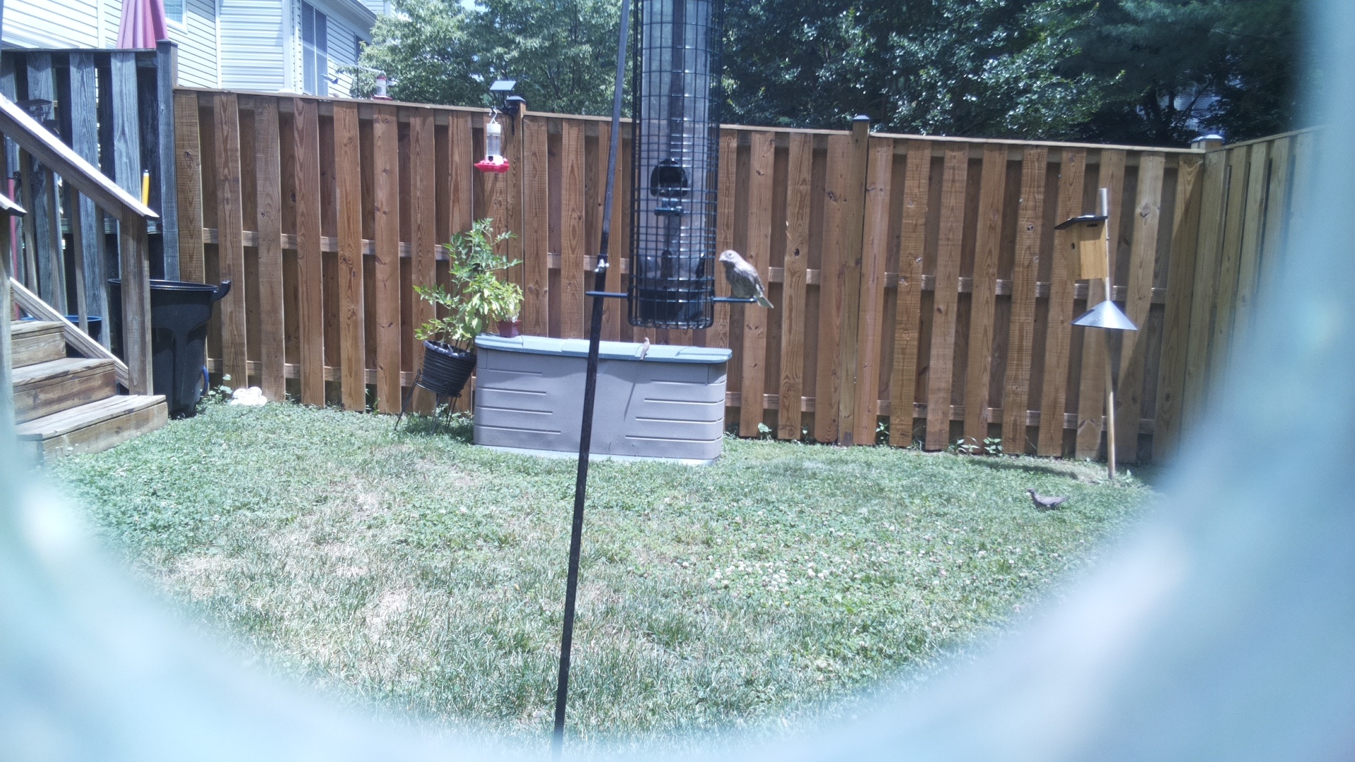 Likely Blackbird/Grackle
