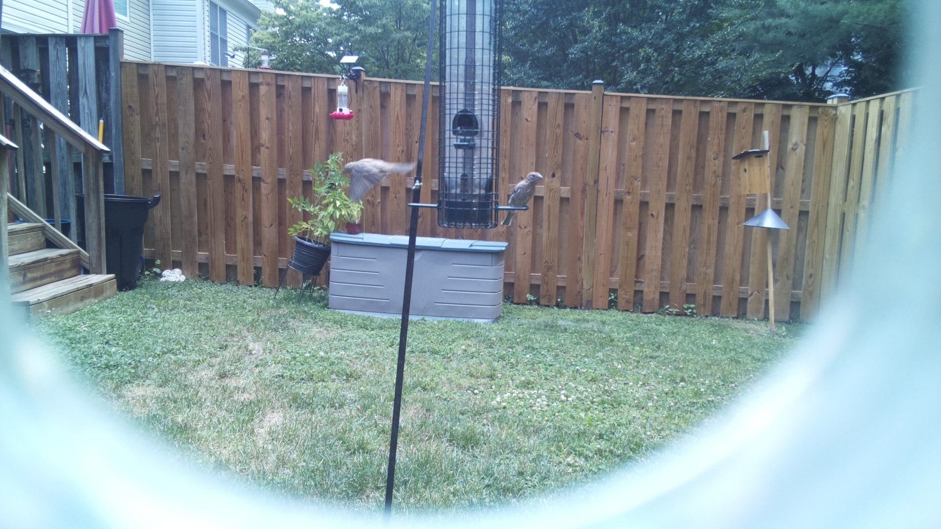 Likely Finch
