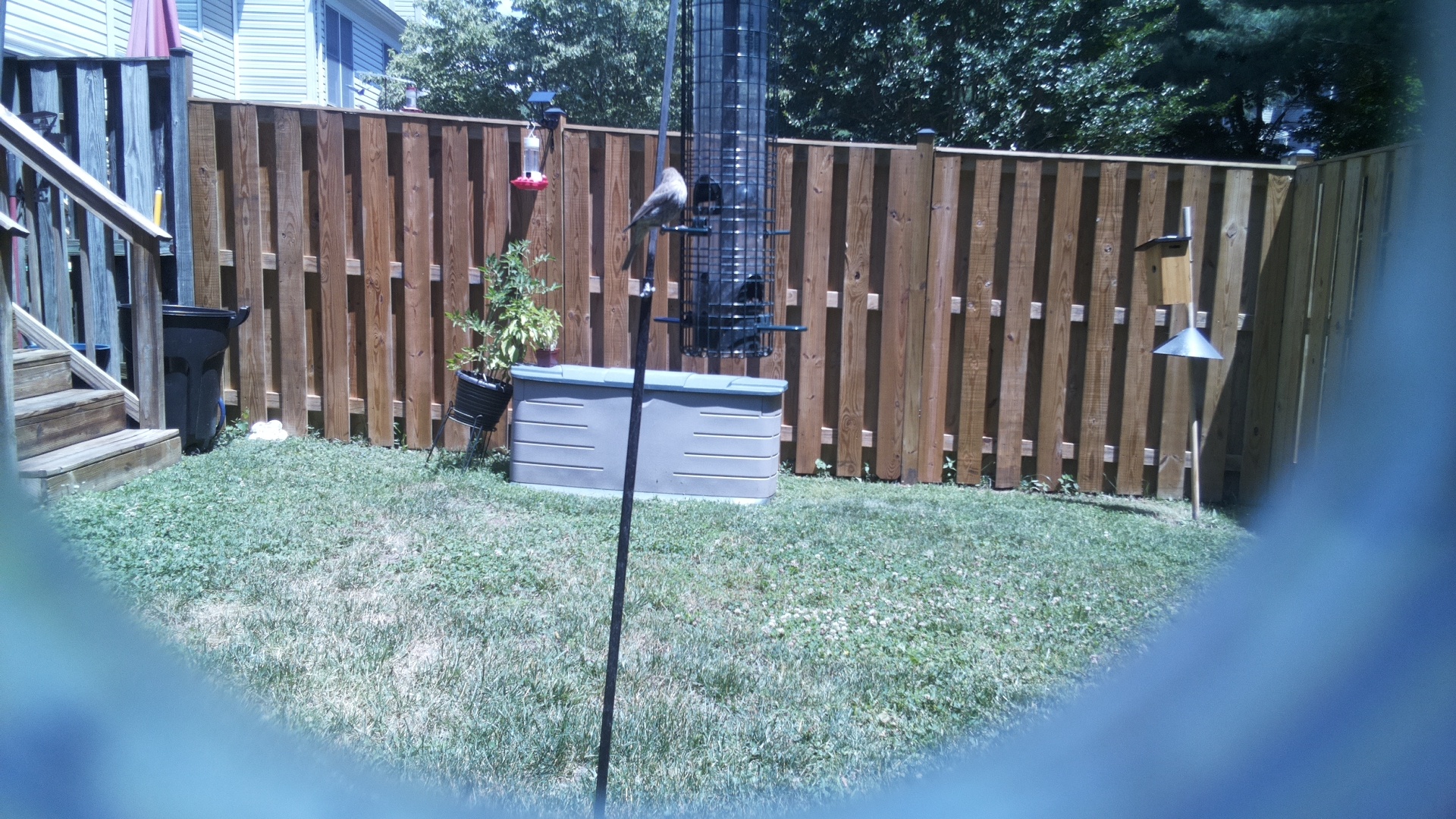 Likely Blackbird/Grackle