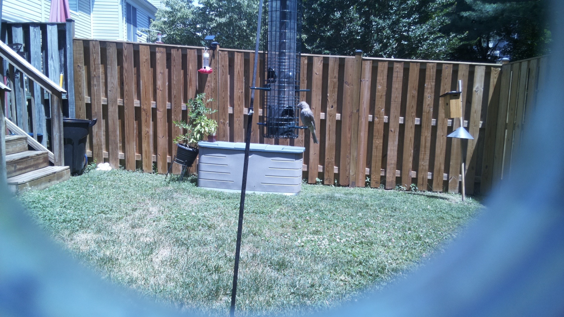 Unknown Bird