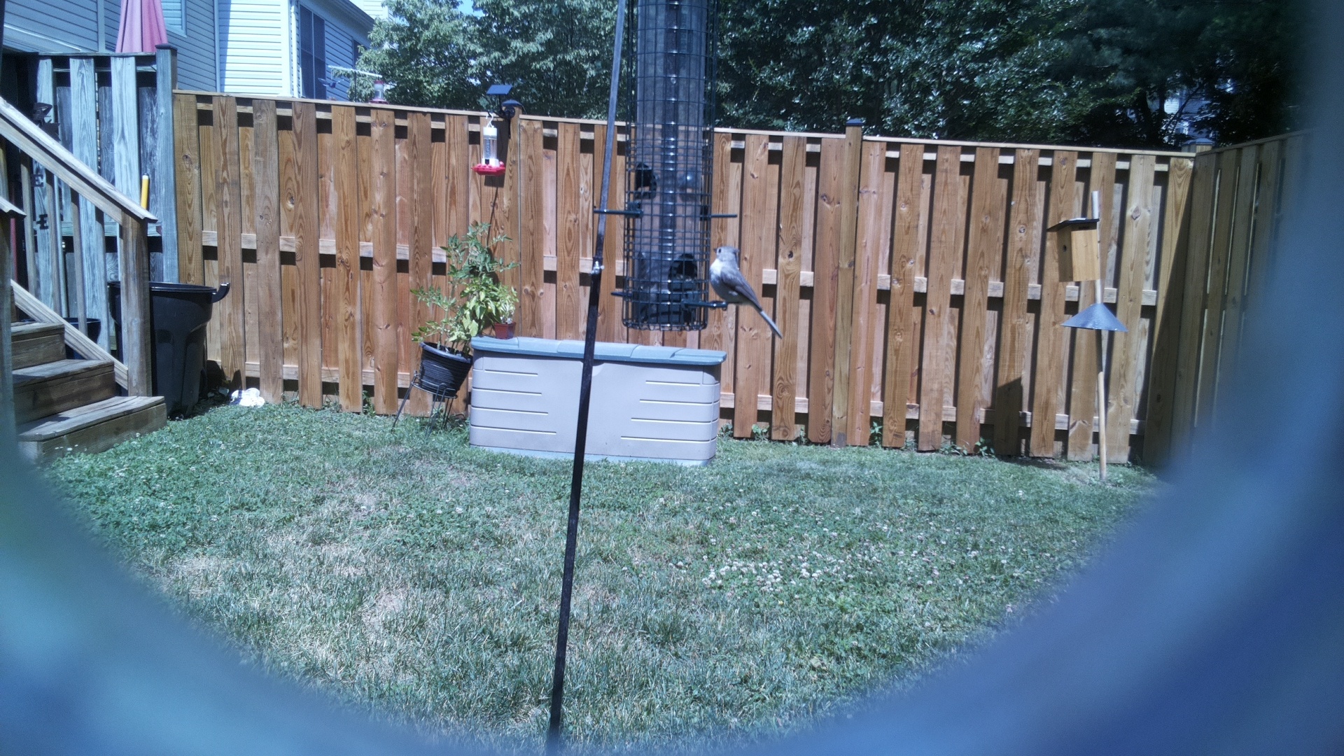 Tufted Titmouse