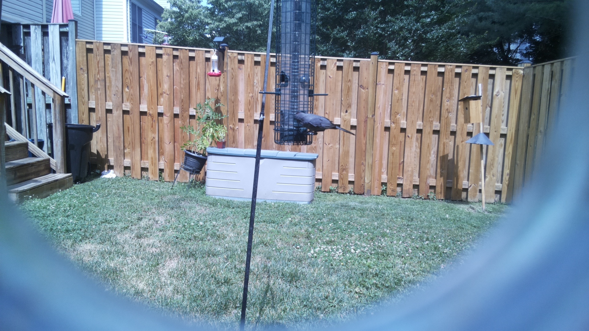 Unknown Bird