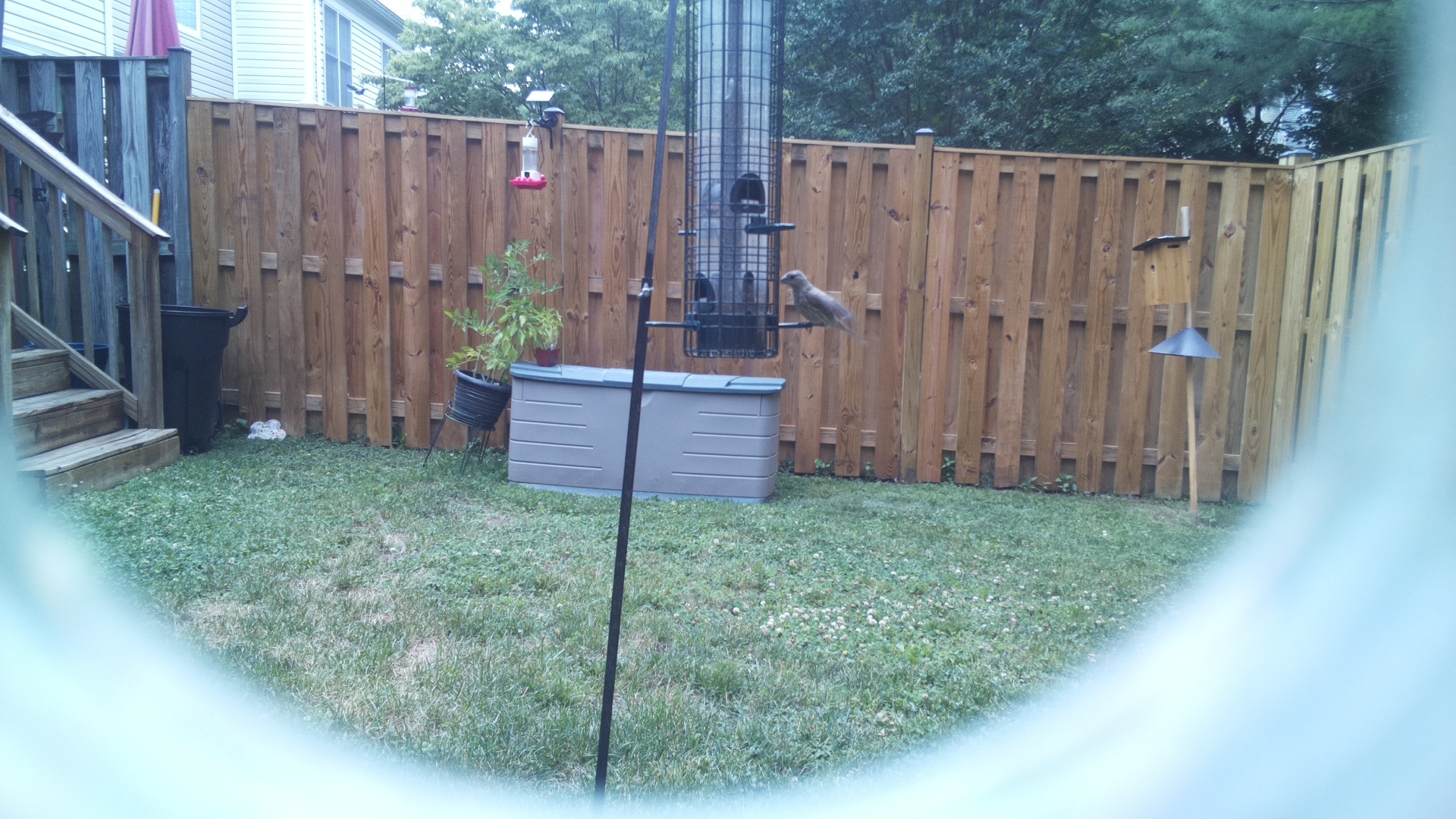 Unknown Bird