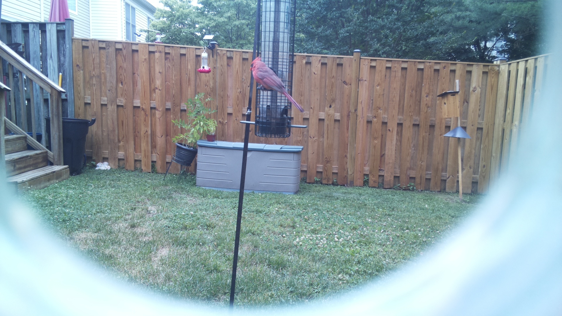 Purple Finch