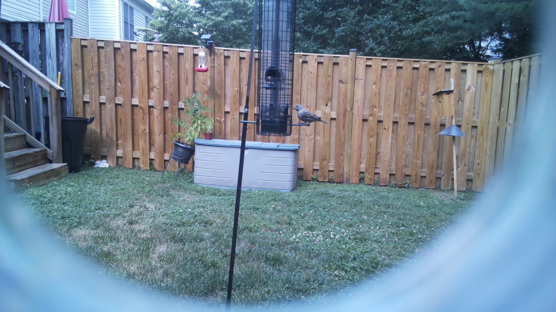 Likely Blackbird/Grackle
