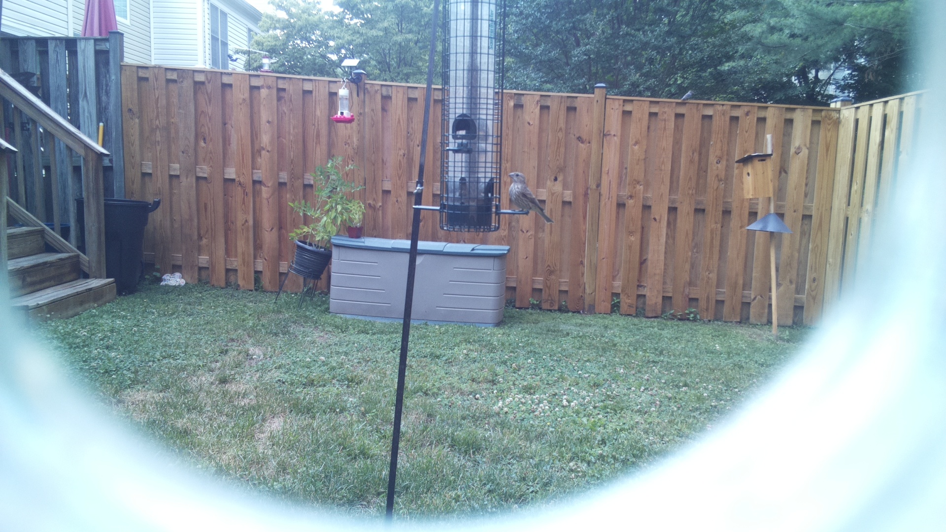 Likely Finch